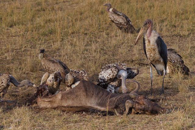 045 Kenia, Masai Mara, dode gnoe.jpg